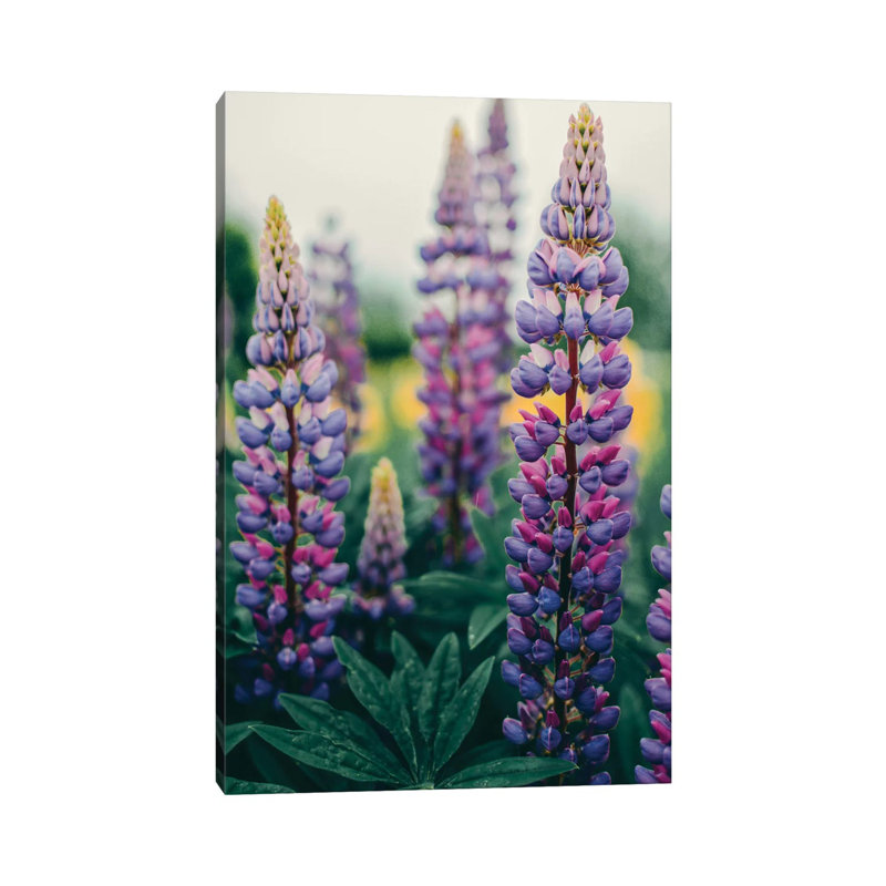Lupines In A Spring Field by Olivia Joy StClaire - Wrapped Canvas Print, 20.32 cm H x 30.48 cm W