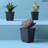 7'' Faux Succulent in Pot