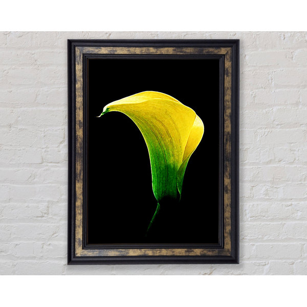 Bright Star Stunning Night Lily - Single Picture Frame Art Prints ...
