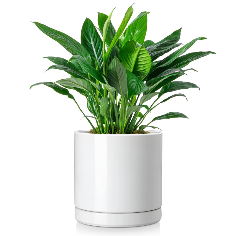 FLHPOT Ceramic Pot Planter