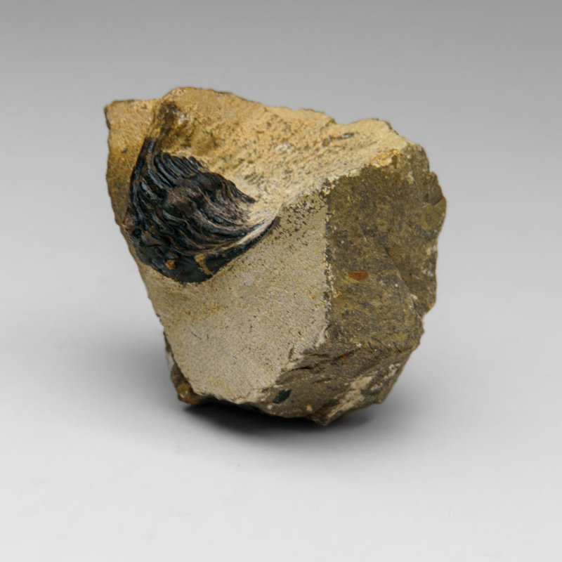 Véritable trilobite dans la matrice du Maroc
