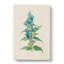 Blue Willow Gentian Flower Illustration - Wrapped Canvas Painting-55304383