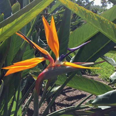 OnlinePlantCenter Live Flowering Plant in Pot