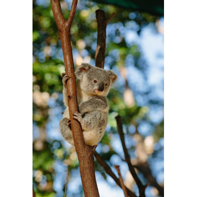 Koala at Currumbin par Oxime - Photographie sur toile tendue