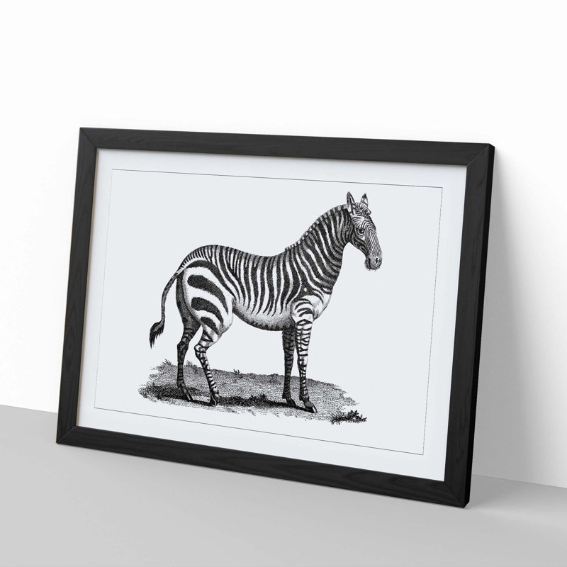 Zebra in Black & White by George Shaw - Picture Frame Drawing Print, Black Framed, 48cm H x 65cm W x 2cm D