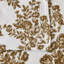 Ensembles de draps en velours ultra doux-1742584304-1742584305-1742584306