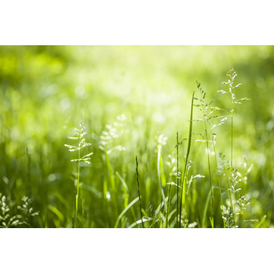 " Green Grass Flowering " by Elenathewise