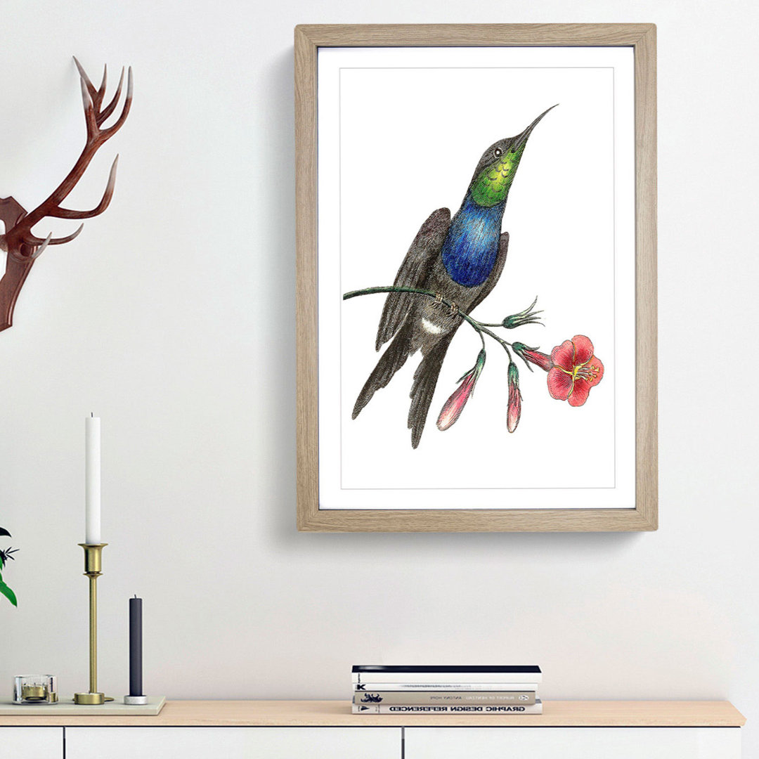 Furcated Hummingbird by George Shaw - Framed Print