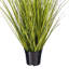  48" Potted Green/Brown Switchgrass.-224416950