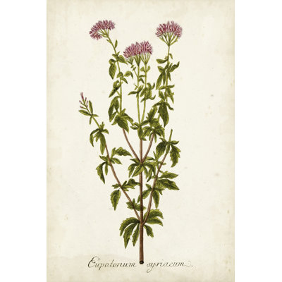 Herbe antique botanique I