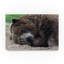 « sleep bear », reproduction de photo sur toile tendue-26856385