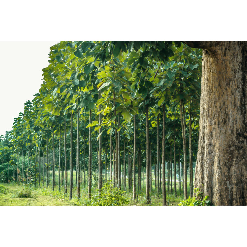 Teak Garden - Photographie sur toile tendue, H 8 po x l 12 po