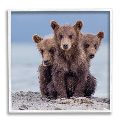 Ba-414-Framed " Baby Bear Cubs Photography " by Paolo Mignosa