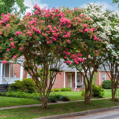 3 gal. Crepe Myrtle Miami