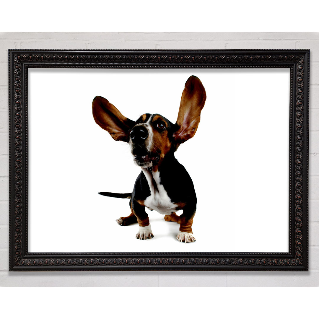 Bassett Hound Ohren - Druck