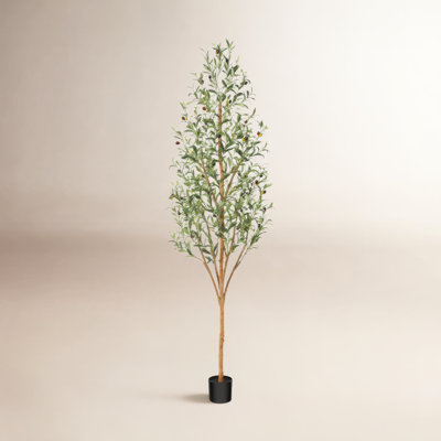 Adcock Olive Tree in Pot
