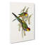 Parakeets by Elizabeth Gould - Wrapped Canvas-55323912