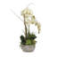 Orchid in Pot