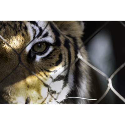 Wired - Wrapped Canvas Print