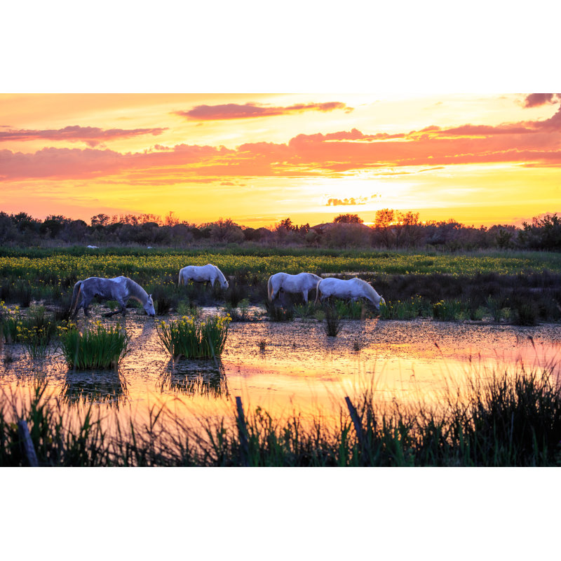 White Horses In The Camargue by Gui00878 - Wrapped Canvas Print, 51cm H x 76cm W x 3.8cm D
