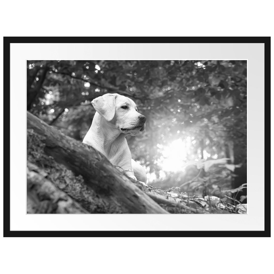 Gerahmtes Poster Labrador Welpe im Wald