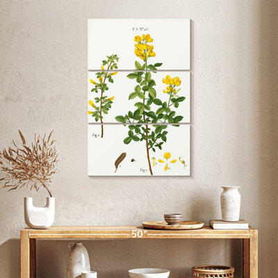 Common Cytisus Cytisus Biflorus