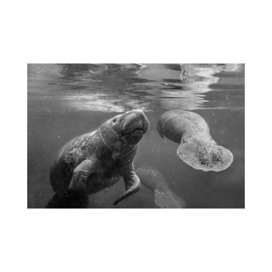 West Indian Manatee Mother And Calf Surfacing, Crystal River, Florida von Tim Fitzharris - Gallery-Wrapped Canvas Giclée...