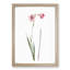 Pink Sword Lily by Pierre-Joseph Redoute - Picture Frame Painting Print-55584115-55584116