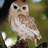 Owl on Stump Statue