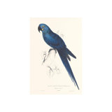 Hyacinthine Parakeet Print by Edward Lear