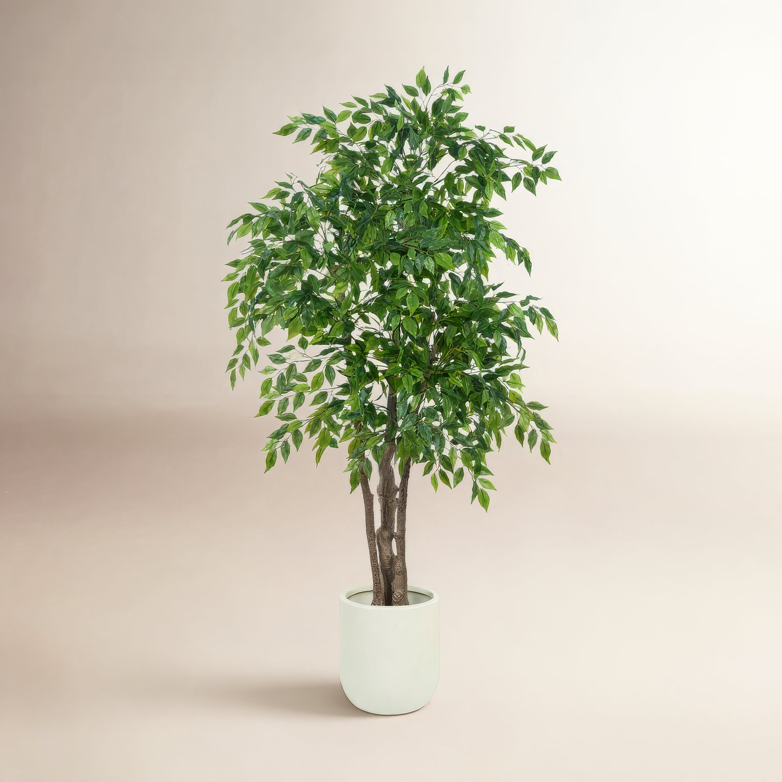71" Ficus Tree in Planter
