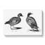 Two Ducks in Black & White by Johan Teyler - Wrapped Canvas Drawing - Wrapped Canvas-55361288