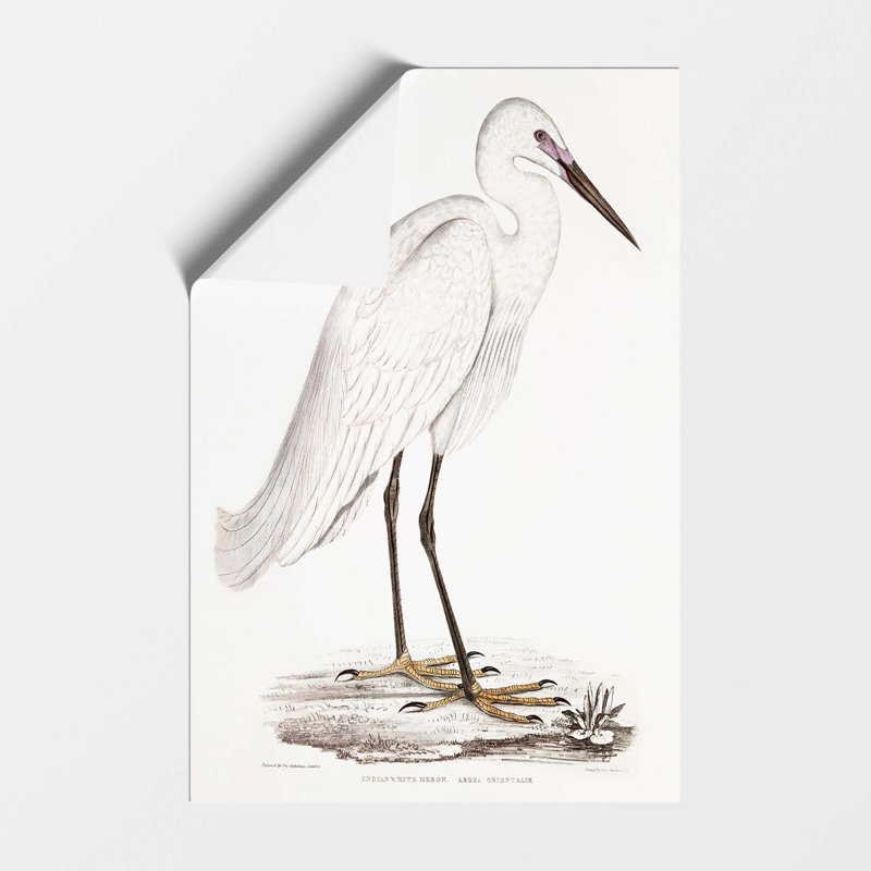 Indian White Heron by John Edward Gray - Frameless Print, 59.4 cm H x 42 cm W
