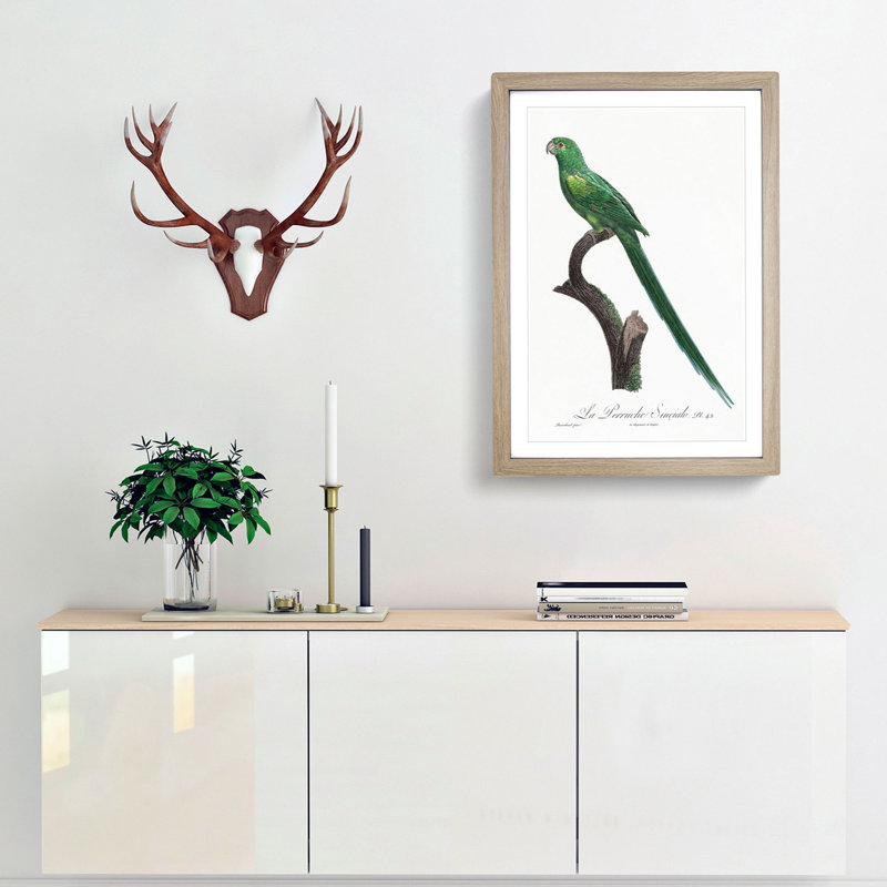 Long-Tailed Parakeet by F. Levaillant - Framed Print, 36cm H x 27cm W x 2cm D, Oak Framed