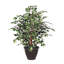 Ficus artificiel panaché-786982401