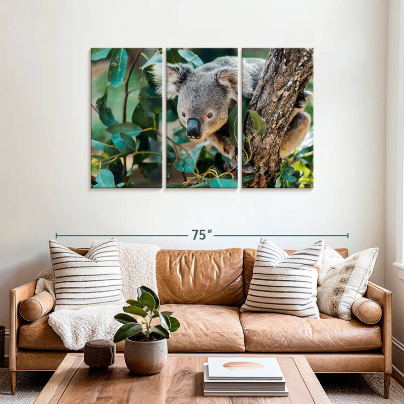 Australie Koala