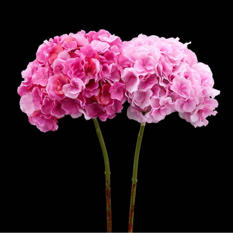 Silk Hydrangea Arrangement, Dark pink