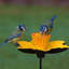 Flavien Metal Pole Decorative Bird Feeder