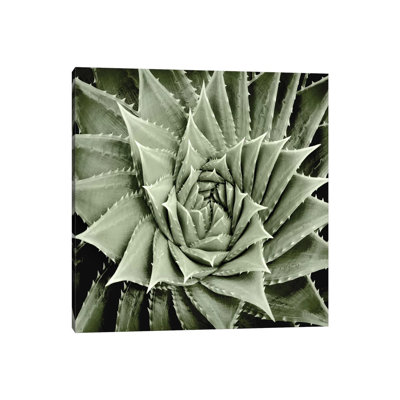 Green Succulent I 1 Piece Wrapped Canvas Wall Art