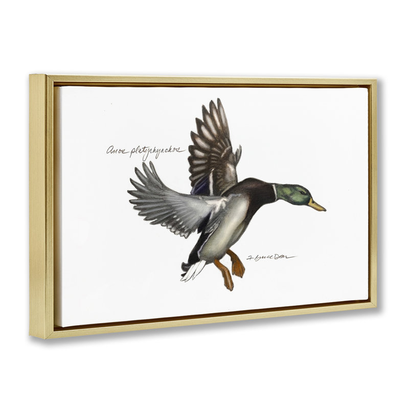 Toile flottante encadrée canard colvert volant par Jadei, Cadre flottant métallique doré, H 17 po x l 25 po