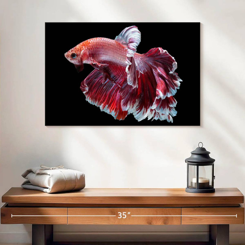 Red And White Betta Fish, 20" H x 30" W