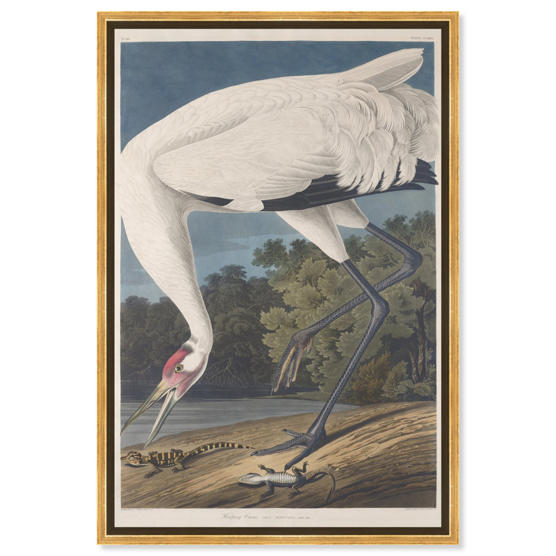 Ho Hoing Crane par Robert Havell - Impression sur toile, H 24 po x l 36 po x P 1,5 po, Cadre doré