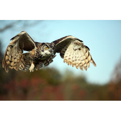 A Very Large Owl Prepared For Landing On The Ground - Wrapped Canvas Print