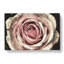 Pink Rose Flower Vol.3 - Wrapped Canvas-61838511