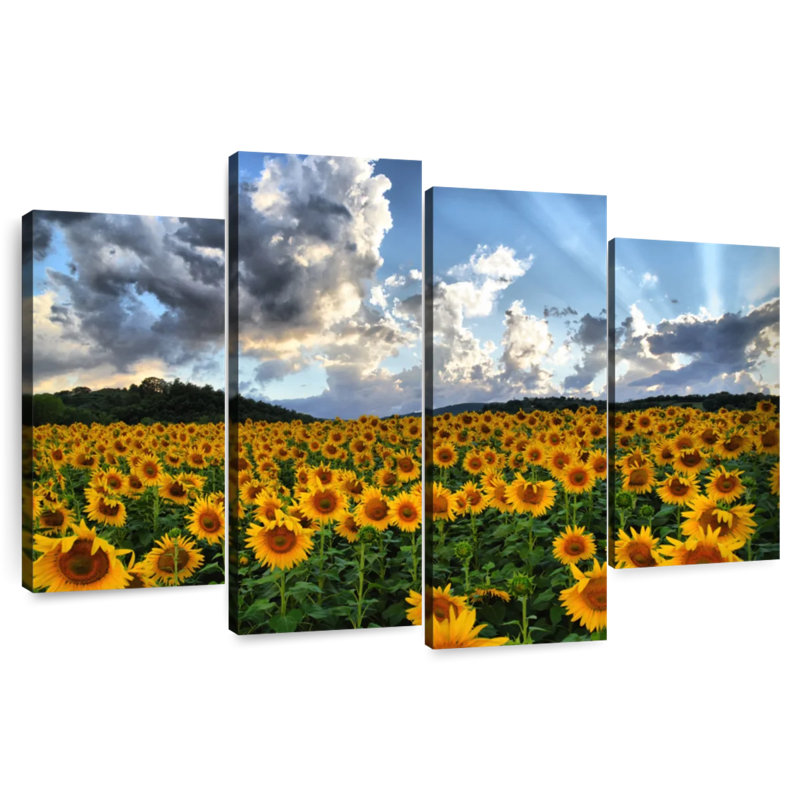Champ de tournesols toscan Alvord, H 32 po x l 52 po