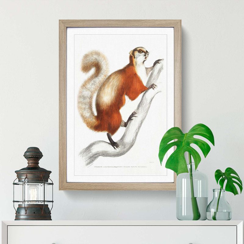 White-Bellied Flying Squirrel Illustration by John Edward Gray - Picture Frame Painting Print, Oak Framed
