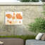 Coquelicots bolognais de Californie 7-98081711