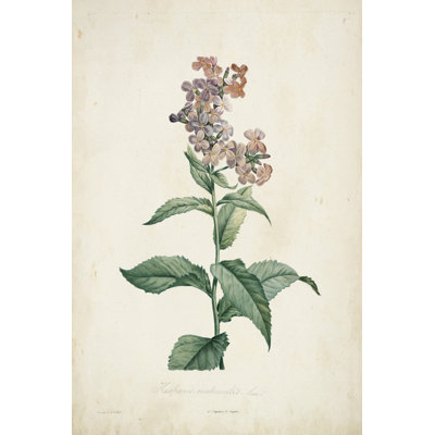 Botanique traditionnel II
