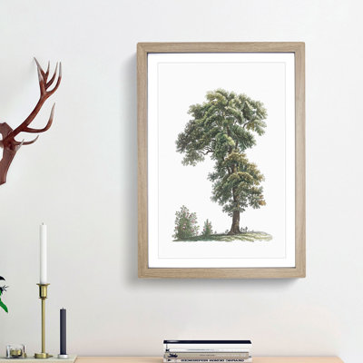 Tree Illustration by Pierre-Joseph Redoute - Picture Frame Painting Print