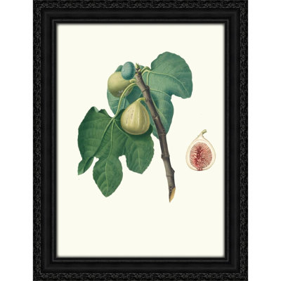 Fico Trojano. [Fico Troiano ; Fig] (1817-1839)